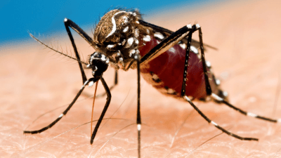First Mosquitoes Testing Positive for West Nile Virus Reported